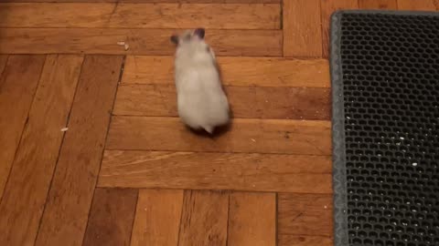 Hamster Chases Cat