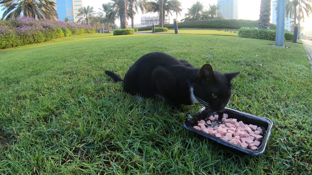 RIHANNA - Homeless cat in Ras Al Khaimah, UAE #cat #cats #Rihanna #foryou #UAE #pets #pet #viral #4u