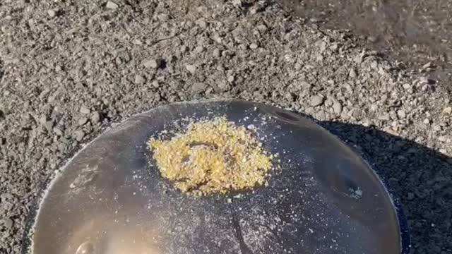 birds#eating#cracked#corn#asmrfoods#🦆