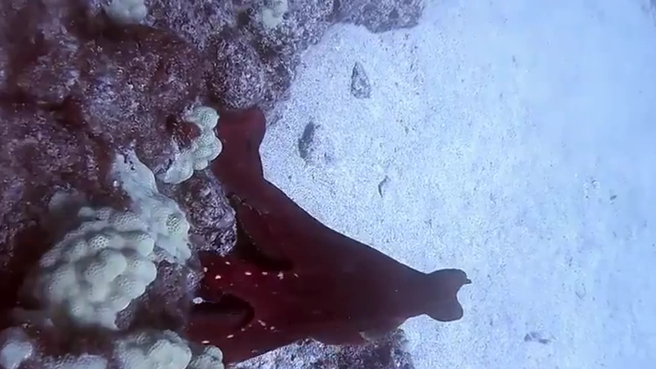 wildlife