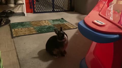 My Rabbit Jack Zoomies and Binkying part 2