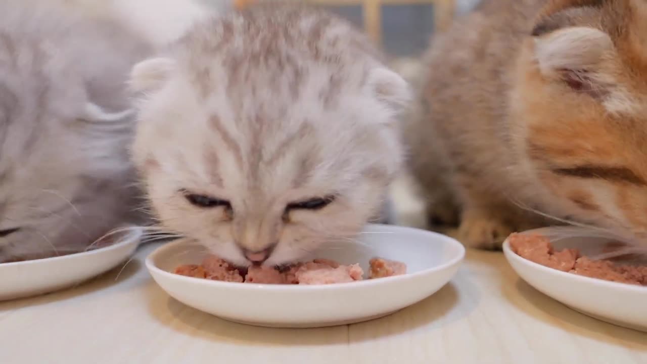 The actions of a kitten who couldn_t wait for food were so cute_