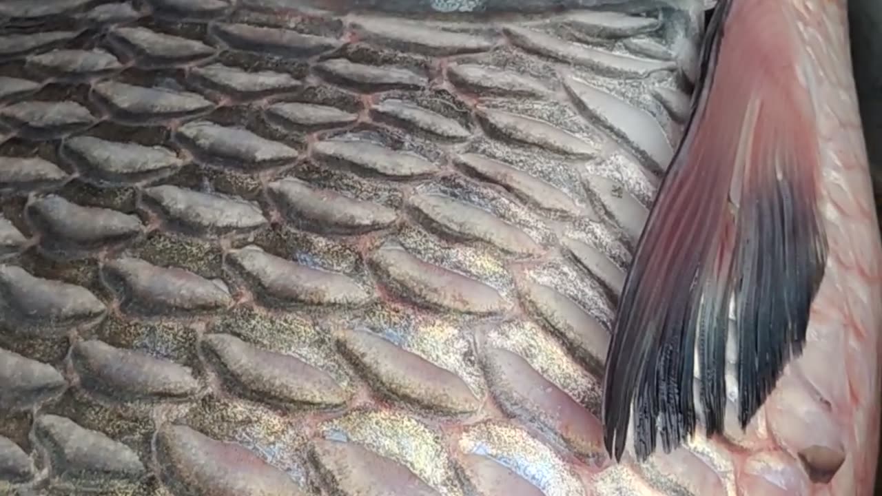 Big Katla Fish Live Video In Fish Market#shorts