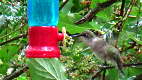 Hummingbird