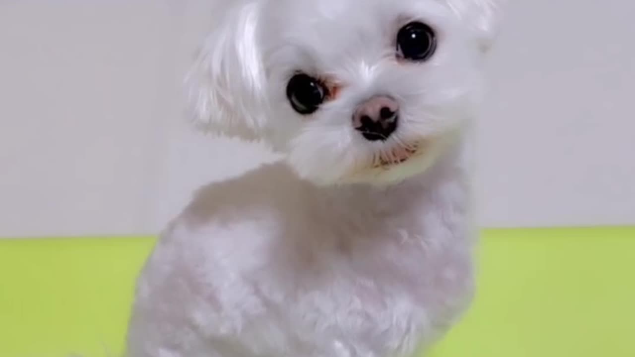 Cute dogs video