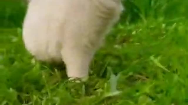 My Cat play in morning rumble video