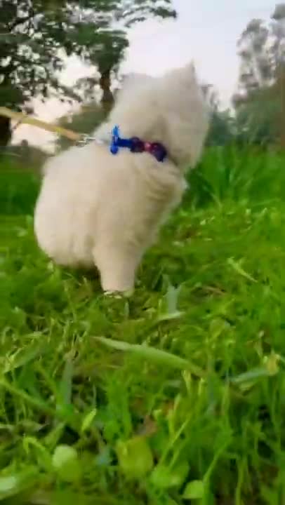 My Cat play in morning rumble video