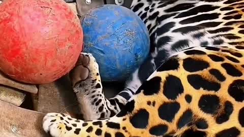 Cute little animals127