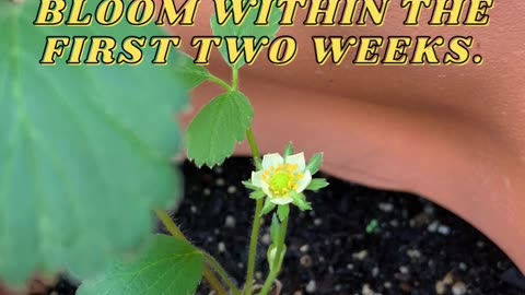 I Already Got a Strawberry Flower from My Bare Root Strawberry Plants