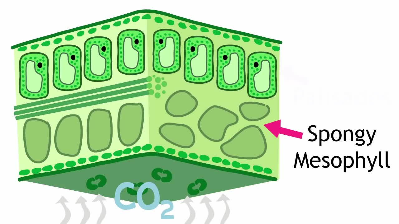 Structure Of The Leaf | Plant | Biology | The FuseSchool