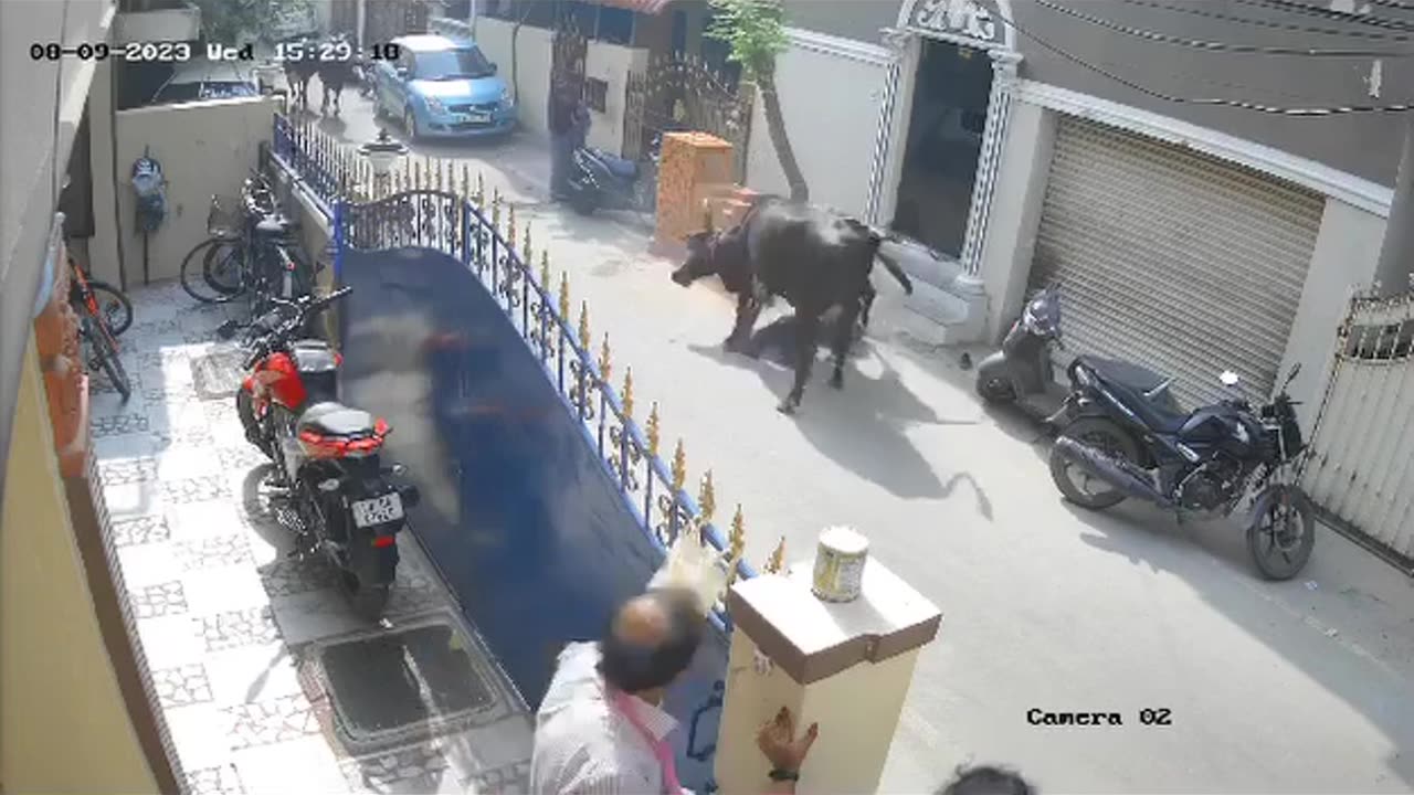 A girl was attacked brutally by a buffalo- live video caught on camera