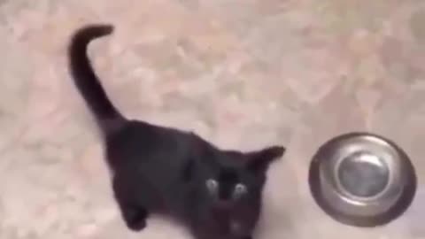 Cat funny videos 🤣 in