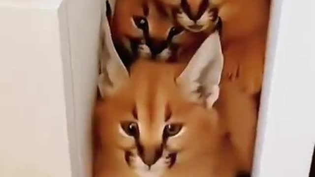 Funny cat videos funny animals video