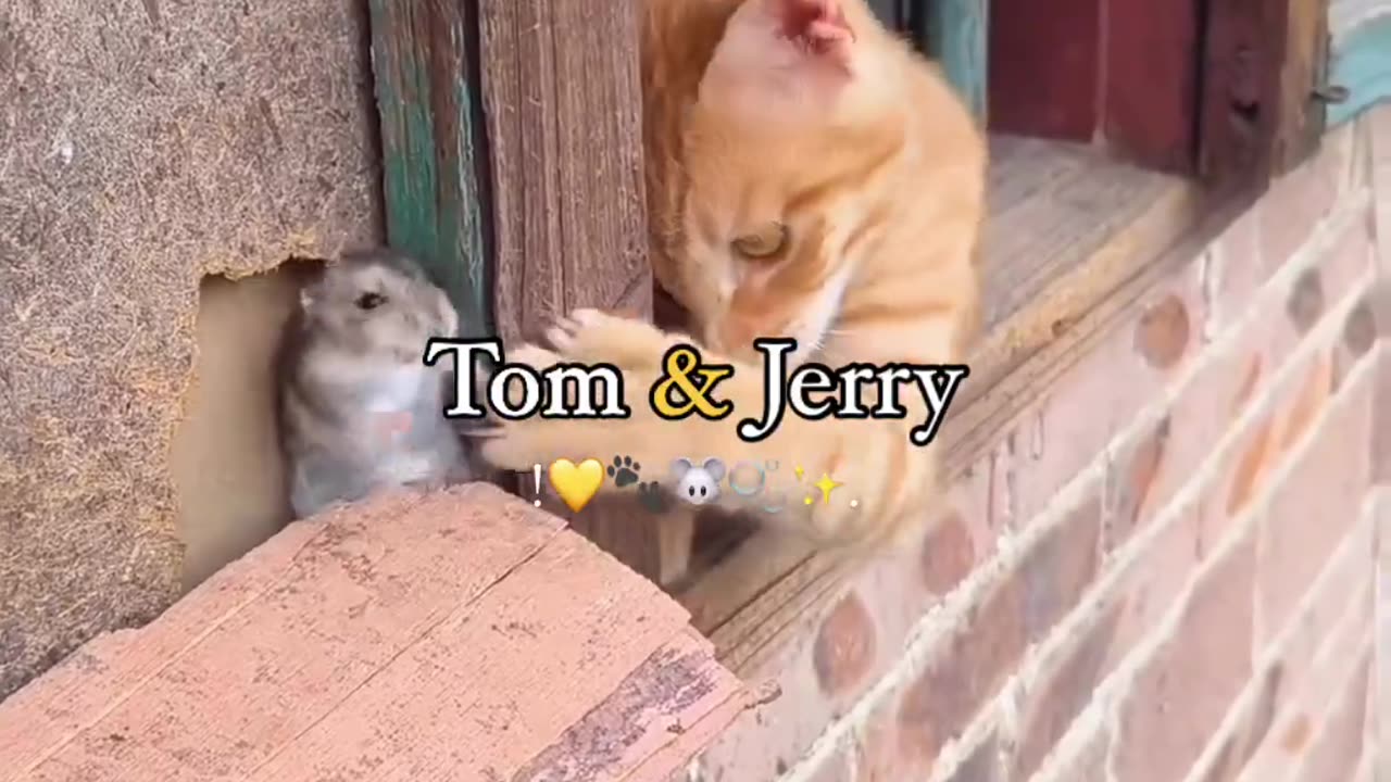 Tom and Jerry