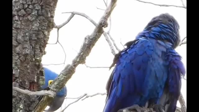 blue macaws