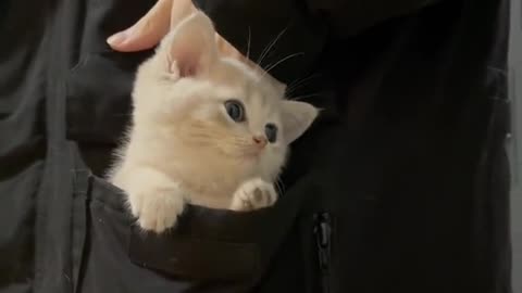 It's too cute, isn't it? cat in pocket