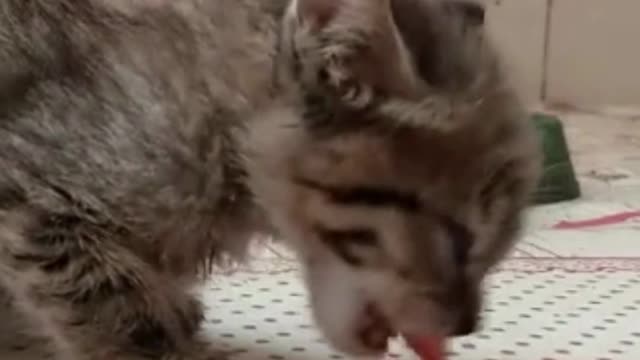 Cute Cat - A kitten Love