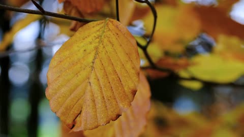 Leaf Autumn Leaf Yellow Autumn Colors Autumn Mood