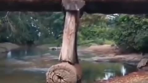 Logging Truck Crossing Wood Bridge FAILS