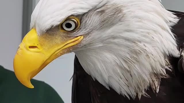 What a bald eagle...