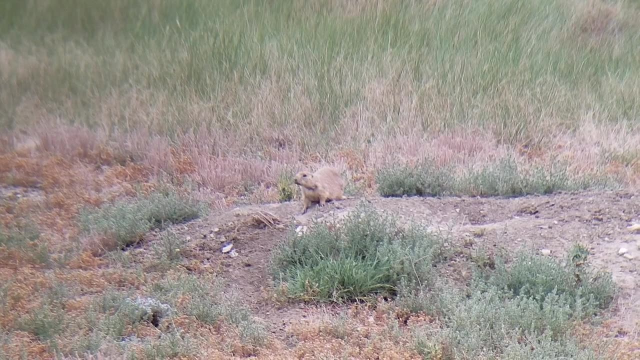 Killing prairie dogs