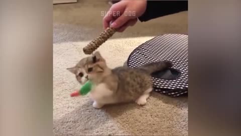 Funny Cat Video