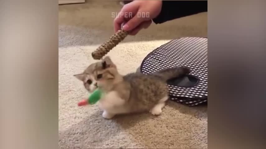 Funny Cat Video