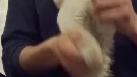 the cat sings an eminem song.😂😂😍😍