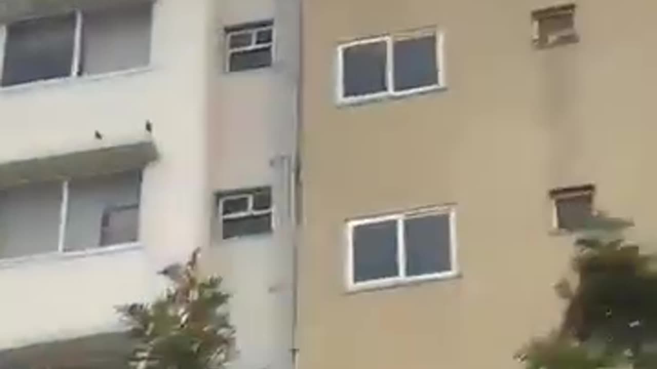 Monkey having fun