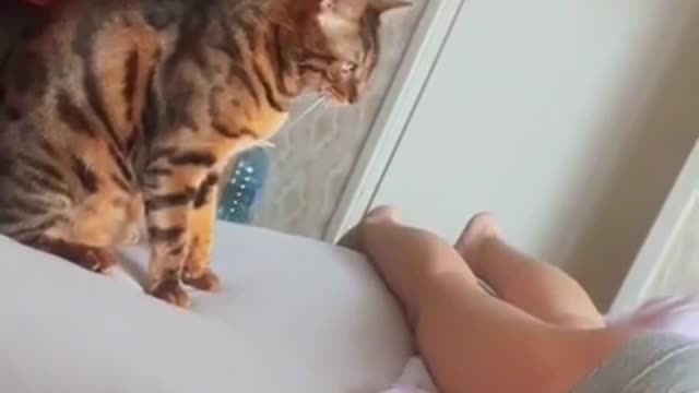 Cat Jumps And Bites Person's Bottom While They Lay On Bed