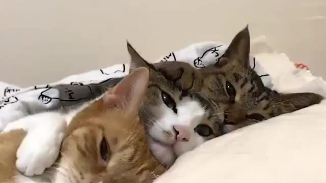 Três gatinhos dormindo abraçados