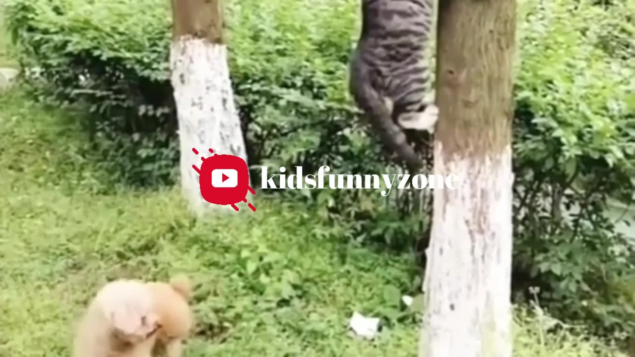 funny animals video | Try Not To Laugh😂😂 #funnyanimals #comedy