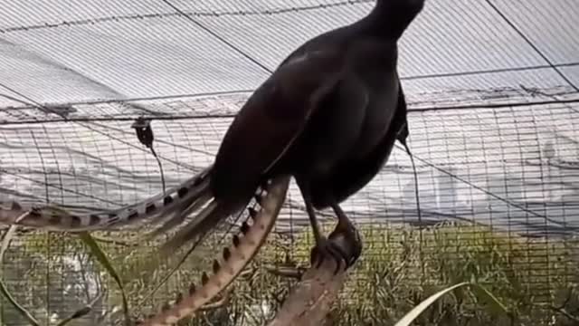 The weirdest thing you'll see today, bird imitates the cry of a human baby