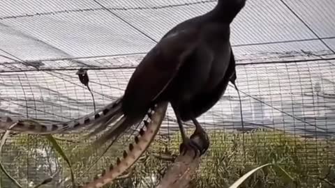 The weirdest thing you'll see today, bird imitates the cry of a human baby