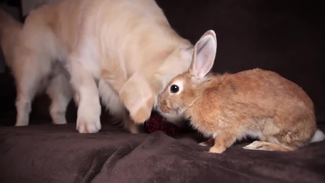 The dog brought the ball to his best friend rabbit so that they play together