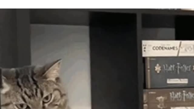 Funny moments of cats