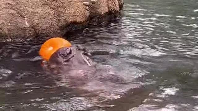 a lot of the animals at the Cincinnati Zoo enjoy this seasonal treat, especially Fiona! 🎃