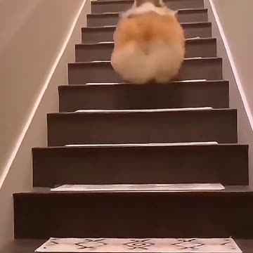 Funny Animal | Funny dog videos