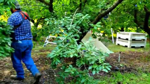 Picking Billions Of Plums In California