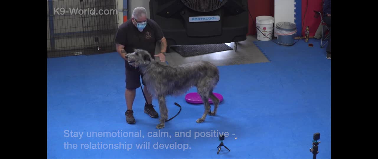 How To Training Your Dog In Fun Way As They Are Trained In Dog Training Academy!