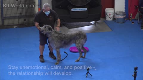 How To Training Your Dog In Fun Way As They Are Trained In Dog Training Academy!