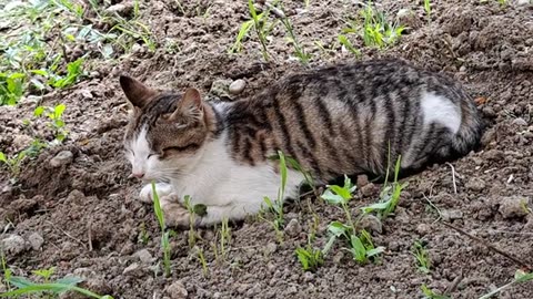 Cute cat snoozing in the hot weather.