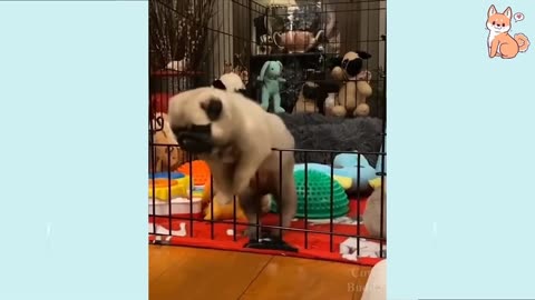 Funny Dog Video's