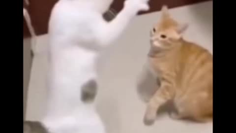 Very attractive and funny movements of cats and dogs