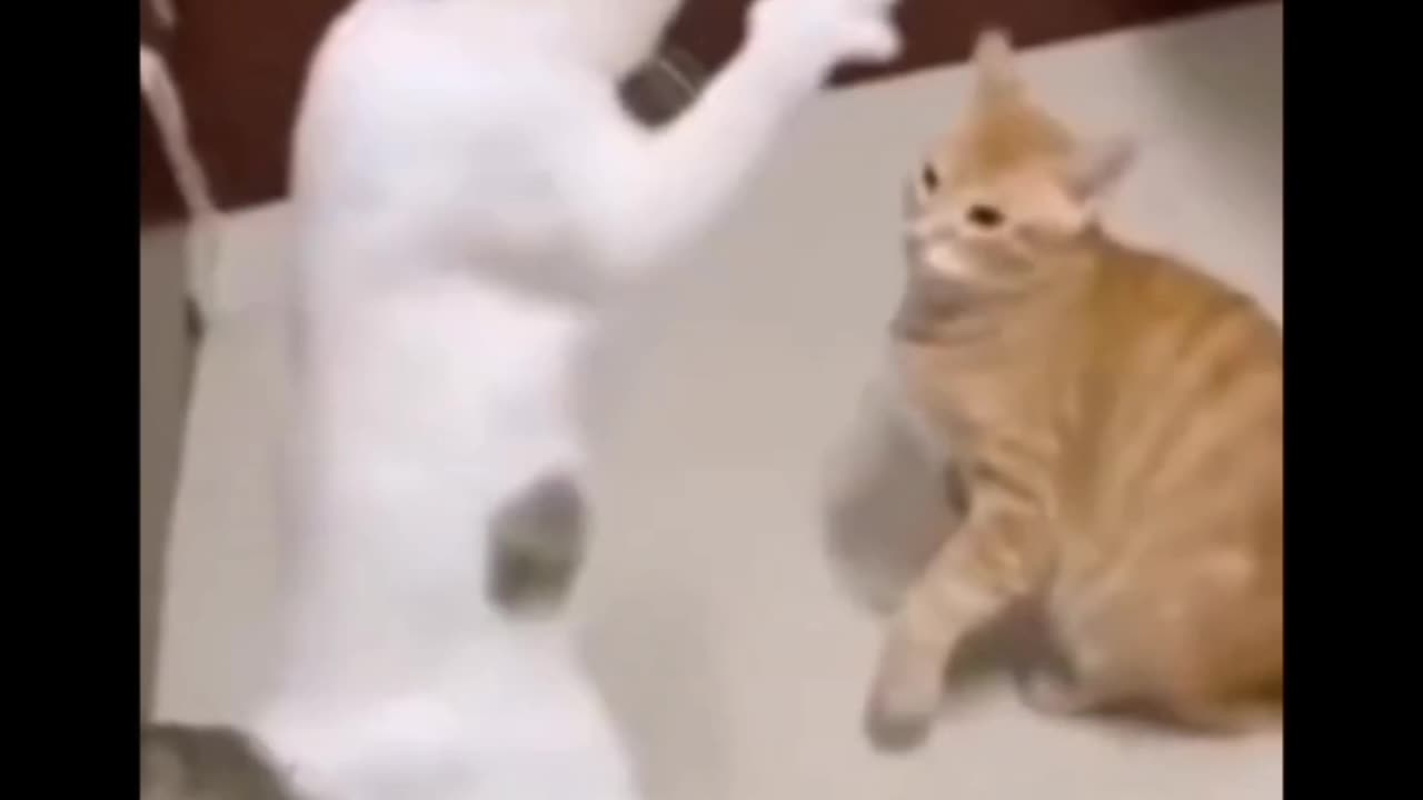 Very attractive and funny movements of cats and dogs