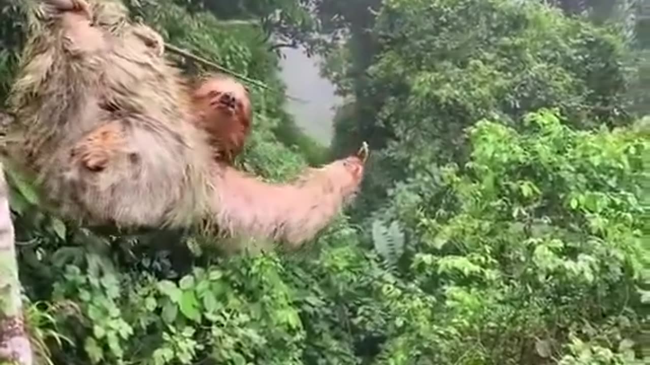 this is the craziest internet video i think i’ve ever seen