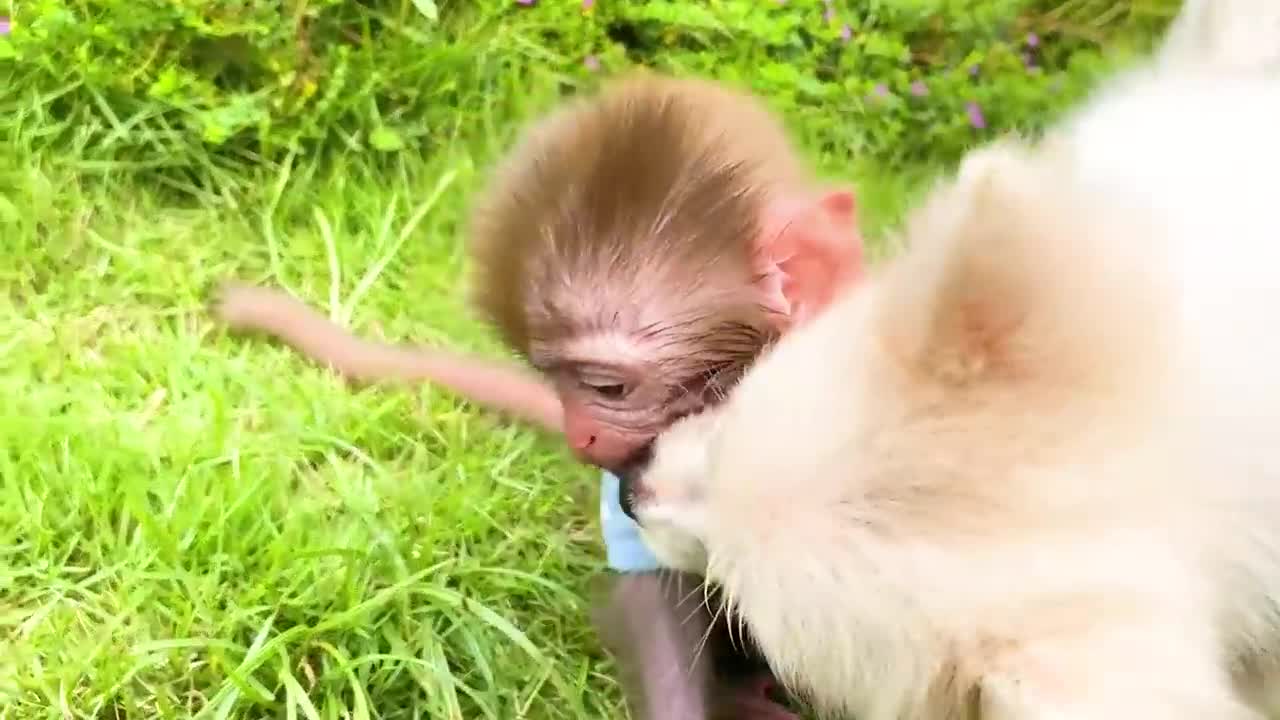 Animals Baby Monkey Eats Mini Food and playing with the puppy and baby rabbit