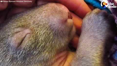 Tiny Baby Wombat Dreams | The Dodo