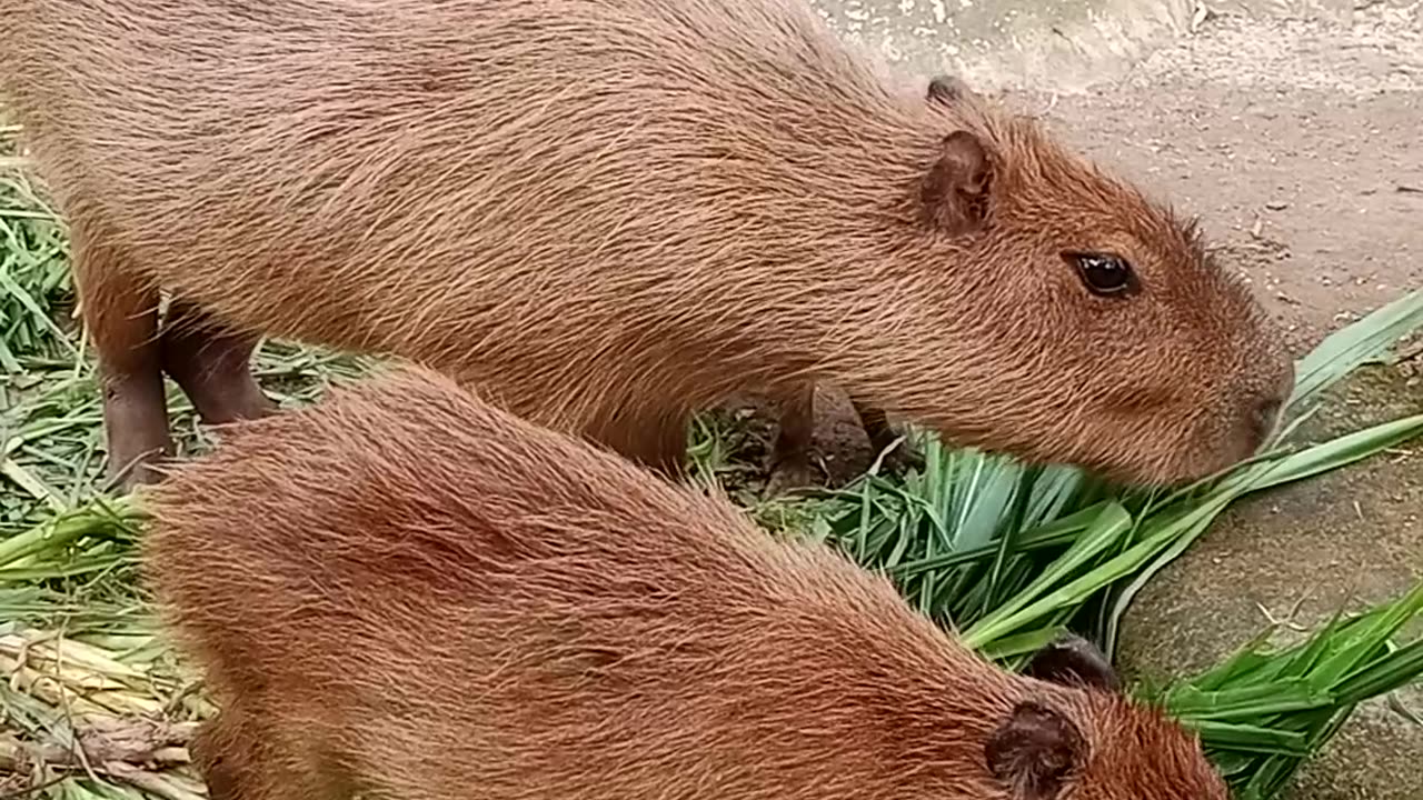 Capibara in the zoo