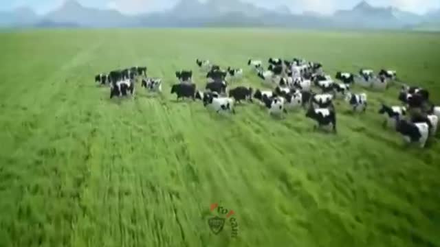 Funny Cow Dance Funny Cow Funny Cow Videos Funny Cow Sound
